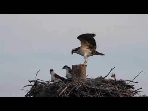 Osprey Fledgling Tests his Wings