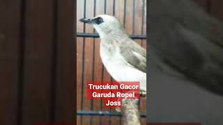 Download lagu Suara Trucukan Gacor Ropelan Panjang Garuda, Terapi Pancingan Trucuk Stress Macet Agar Cepat Bunyi mp3