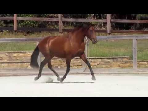 ISABEL - 2012 Bay Andalusian S/P Mare - SOLD