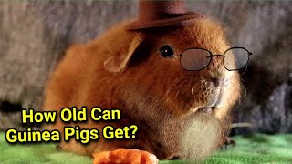 How Long Does A Guinea Pig Live? Guinea Pig Lifespan