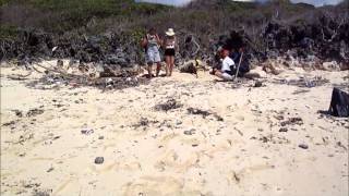 preview picture of video 'Sea Turtle Hatching -Tanzania- Meeresschildkröten schlüpfen'