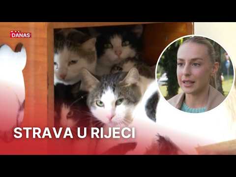 Čak 90 mačaka u stanu od 47 kvadrata | RTL Danas