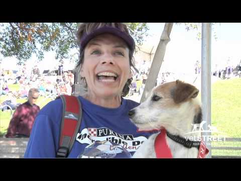 A Parson Russell Terrier Triumphs at The Purina Incredible Dog Challenge