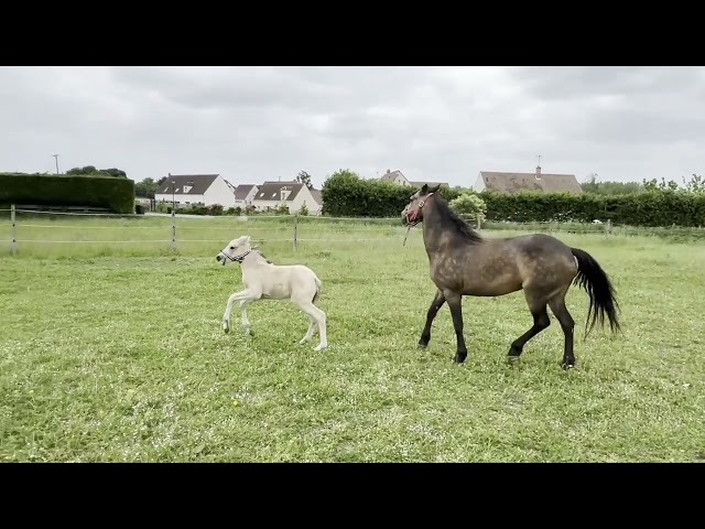 vends Pouliche Pandora des sires, PFS isabelle pour cso