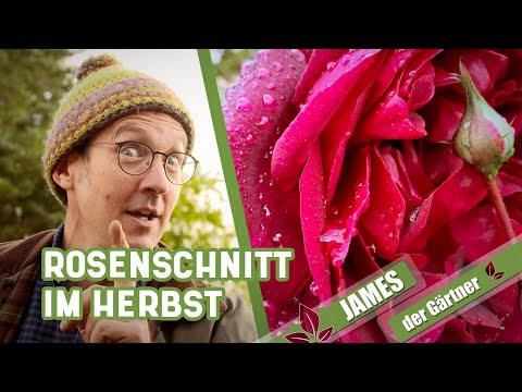 , title : 'Rosen im Herbst und Winter nur wenig schneiden! | James der Gärtner'