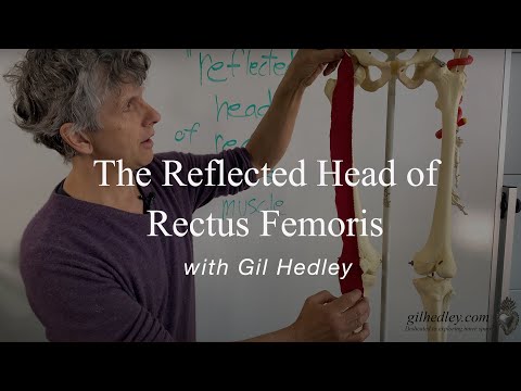 The Reflected Head of Rectus Femoris (Quadriceps): Learn Integral Anatomy with Gil Hedley