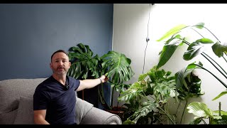 New Large Form Monstera Care & Movie Room Update