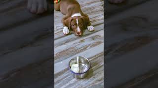 Bully Kutta Puppies Videos