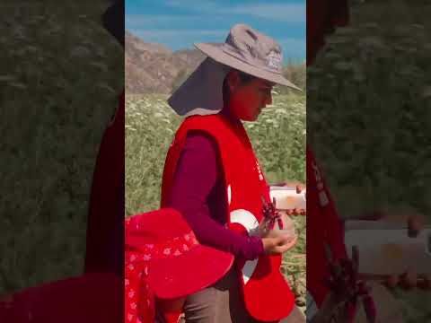 ¿CONOCÍAS EL PROGRAMA RESCATE DE ALIMENTOS EN EL CAMPO? 🍎