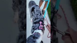 if your a girl you need this 🤫 #dogleash #handsfreeleash #dogproducts #dogmusthaves #dogaccessories