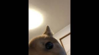 #柴犬#豆柴豆吉　暴れる　mamekiti is rampaging