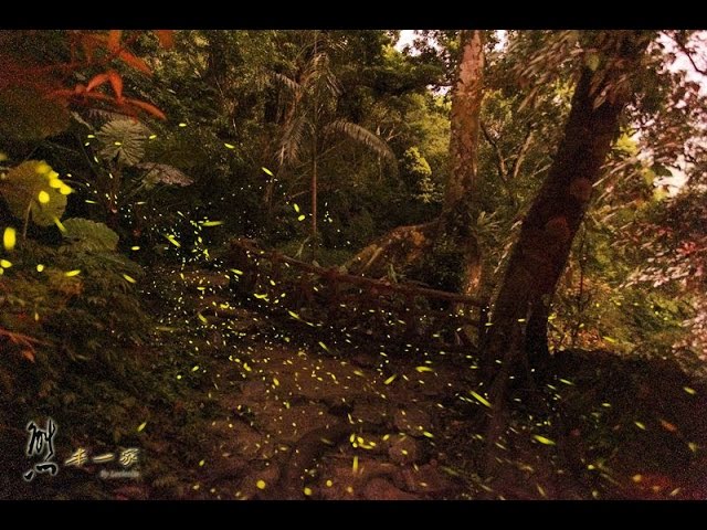 大板根森林溫泉渡假村螢火蟲