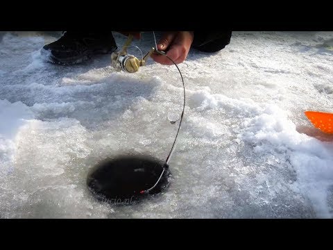 Waleczne pstrągi, grill na lodzie i szkółka wędkarska | wędkarstwo podlodowe