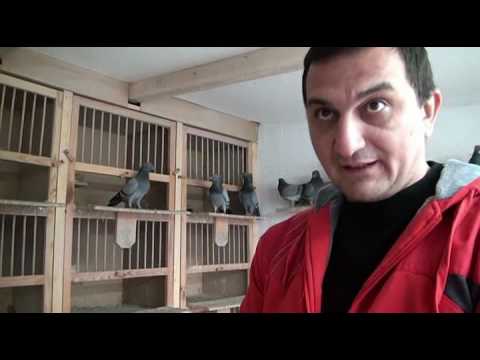 Golubarske priče Željko Tasković Tale