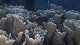 preview picture of video 'mandarin dive at lembeh'