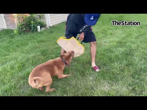 Attack Dog Bite & Release Training with Game Bred American Pitbull Terrier #apbt #adba #gamedog