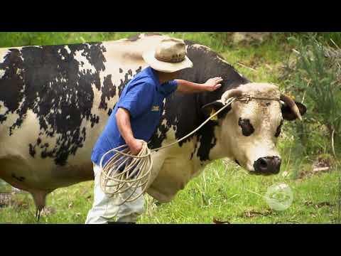 Learn how to establish a successful breeding stock | Today's Farm