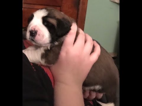 Granddaughters Melida and Paige with pups♥️🐾 Puppies turn 2 weeks!!🐾🐾🐾🐾🐾🐾♥️