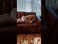 Leo The Pug My 2 Idiot Dogs NOT Doing It Doggy Style