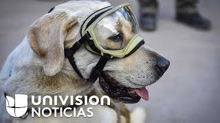 Frida, la heroína canina que tras semanas de trabajo en México se retira de las labores de rescate
