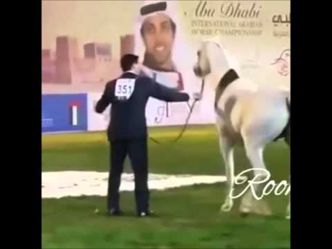 Shanghai EA ( Wh justice X Salymah EA )الحصان الفحل العالمي شنقهاي