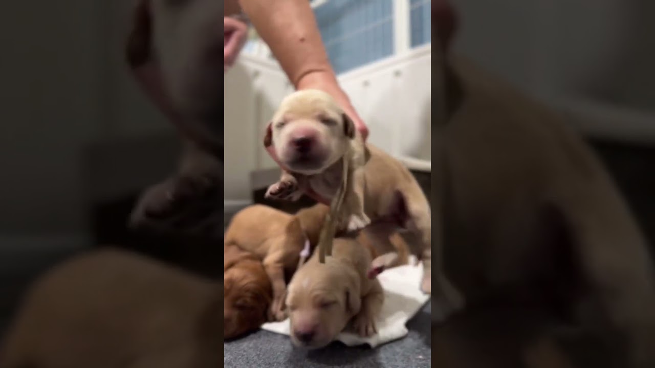 🌟🐾 Meet the adorable miniature golden retriever puppies from our Mid Summer Night litter! With