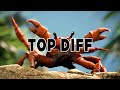 Top Diff Crab Rave