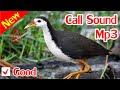 Breasted Waterhen Sound, Tiếng Chim Quốc Mái Mồi Cực Hay Chuẩn MP3