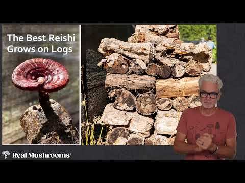 Quality Counts: Learn About the Importance of High-Quality Functional Mushrooms