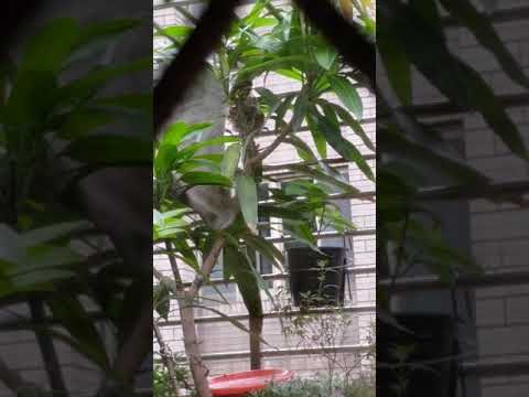 家裡陽台有鳥窩