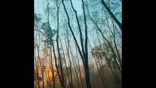 Download lagu Story WA indahnya di kebun karet pagi hari mp3