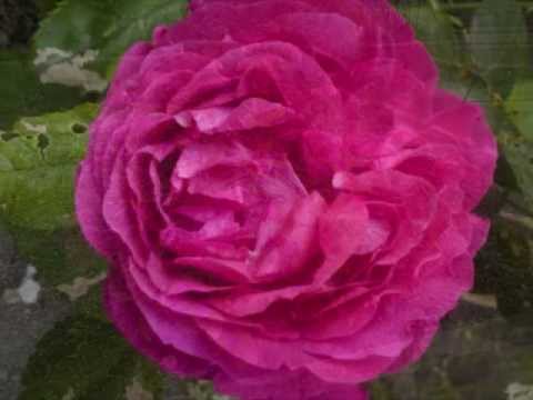 Anita Lindblom En dans på rosor-1971 (Rose garden).wmv