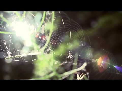 Marius Strazdas - Rudens alėjomis (Mikalojus Novikas, Alfonsas Bukontas)