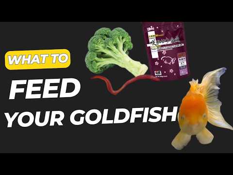 Goldfish Diet - What to Feed your Goldfish ?