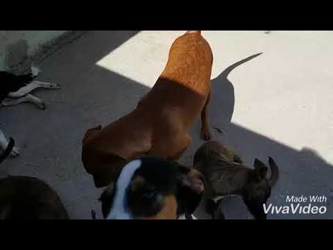 Yoni. Ace-Algeciras 2019