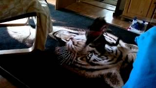 Katzen Angel mit Pfauen Feder