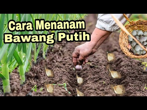 , title : 'Cara Menanam Bawang Putih / growing garlic'