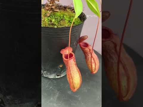 園芸 ラッフルズのウツボカズラ