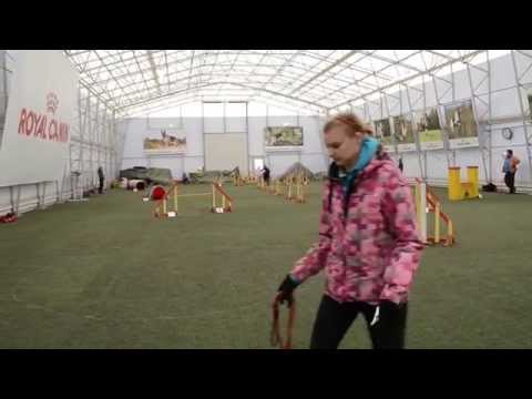 Bearded Collie Leo Agility trial, A2 jumping, 12.10.2014