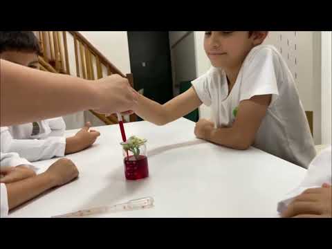 Experiência do caule das plantas