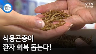 식용곤충이 환자 회복 돕는다! / YTN 사이언스