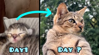 Kitty growing up from one day old to one year old…