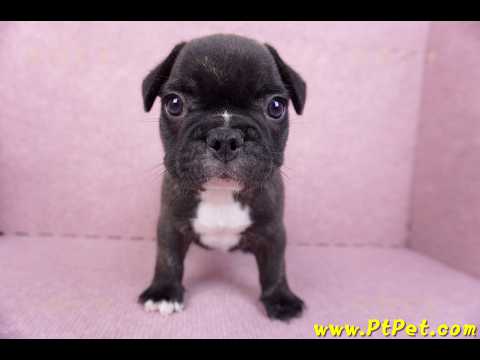 09/18虎斑色法國鬥牛母幼犬1號