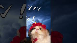 なるかみちゃんの歌 #エキゾチックショートヘア #エキゾチックロングヘア #ペルシャ #persian #exotic