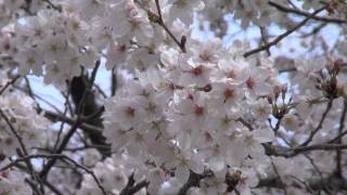 preview picture of video 'Cherry Blossom Viewing in Kinuta Park, Tokyo, Japan / 砧公園でお花見 2013'