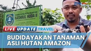 Ponpes Nashrul Huda II Batang Budidayakan Tanaman Asli Hutan Amazon, Punya Nilai Jual Fantastis