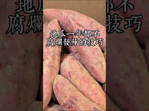 按我這個方法保存的地瓜放一年都不會腐爛發芽變質 #保存地瓜
