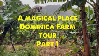 Dominica Farm Tour Part 1 : It’s a Magical place