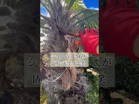 果樹の枝のサポート：庭師のためのヒントと効果的な方法  庭園