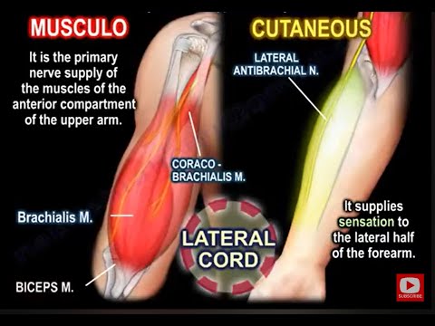 Nerf Musculo-Cutané : Aperçu de l'Anatomie, de la Fonction et des Lésions du Biceps